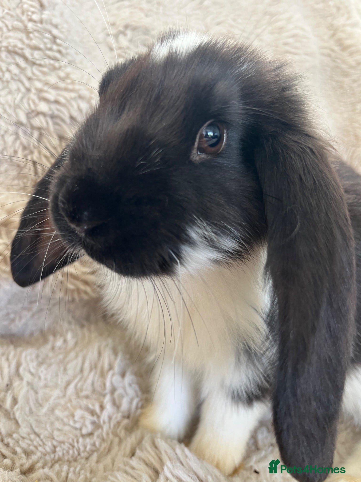 French Lop rabbits French lops looking for their forever home 🏡 - Advert 1