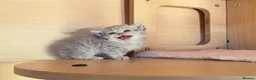 Selkirk Rex cats for sale: Beautiful Selkirk Rex Shorthair Kittens  - Advert 35