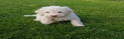 Lagotto Romagnolo dogs for sale: Reduced Lagotto Vet Checked/Chipped/Vaccinated   - Advert 2