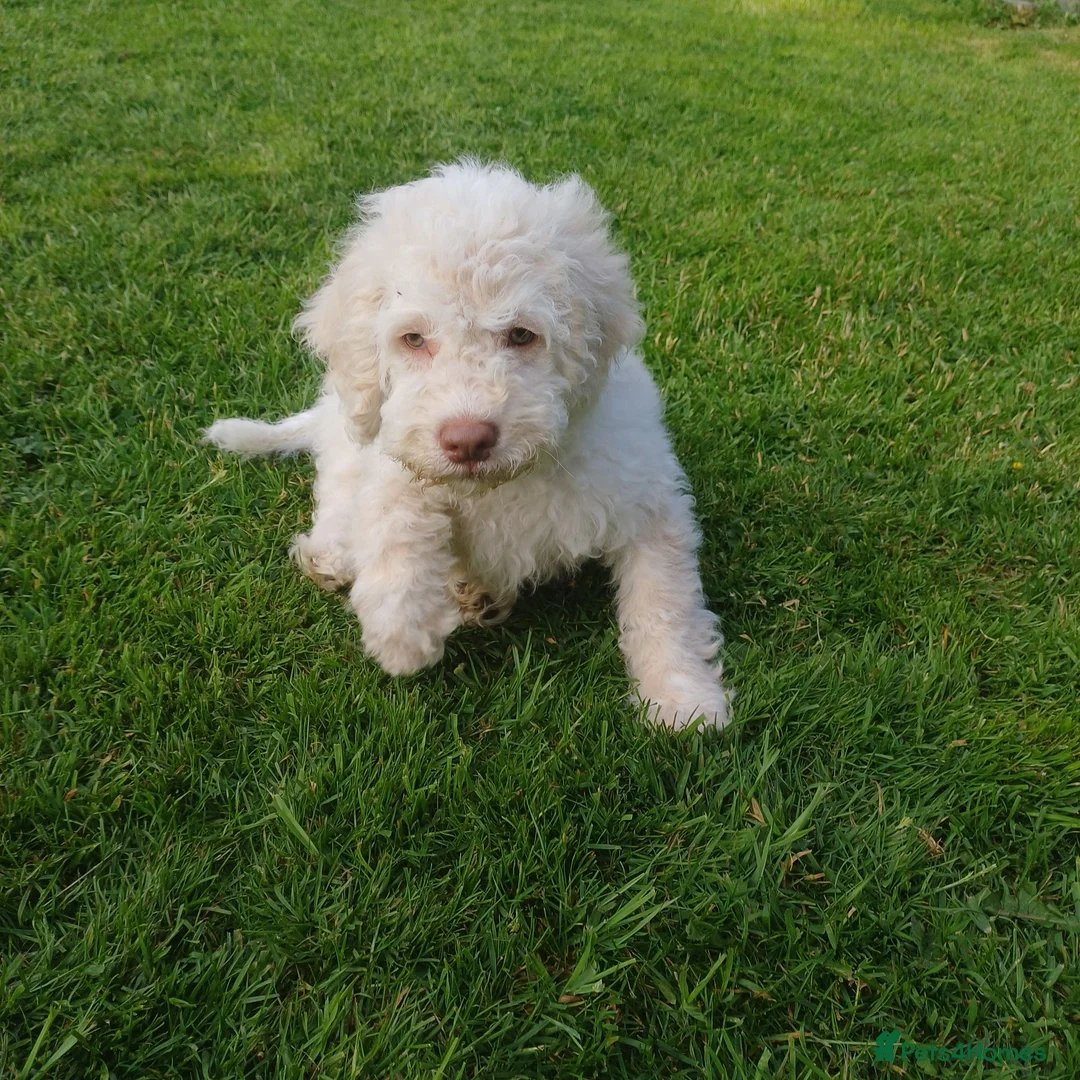 Lagotto Romagnolo dogs for sale: Reduced Lagotto Vet Checked/Chipped/Vaccinated   - Advert 2