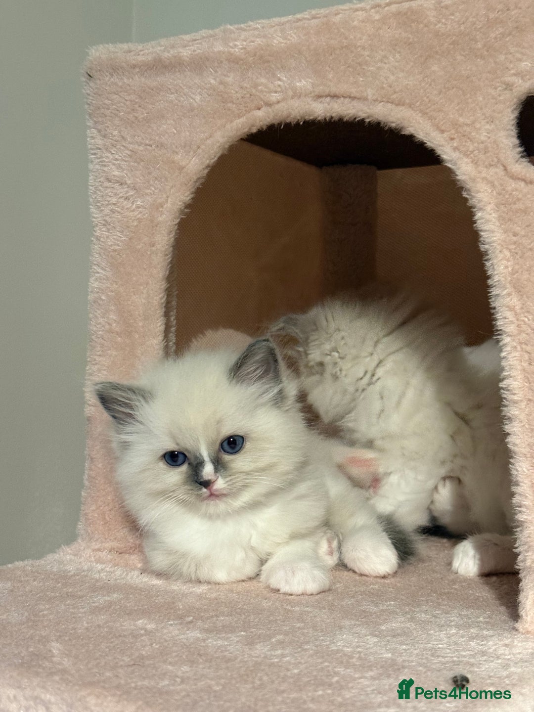 Ragdoll cats for sale: Purebred Ragdolls – Ready to Reserve Now 🍼 - Advert 14