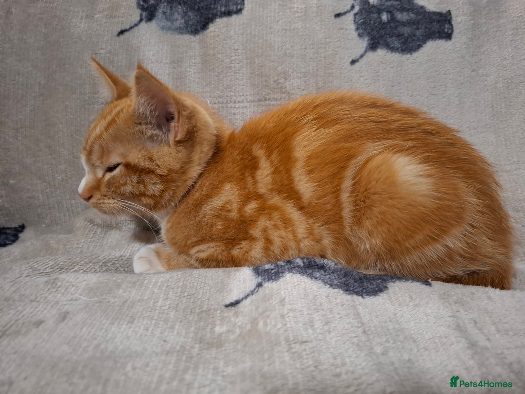 Domestic Shorthair cats for sale: 2 gorgeous ginger boys🌟 - Image 7
