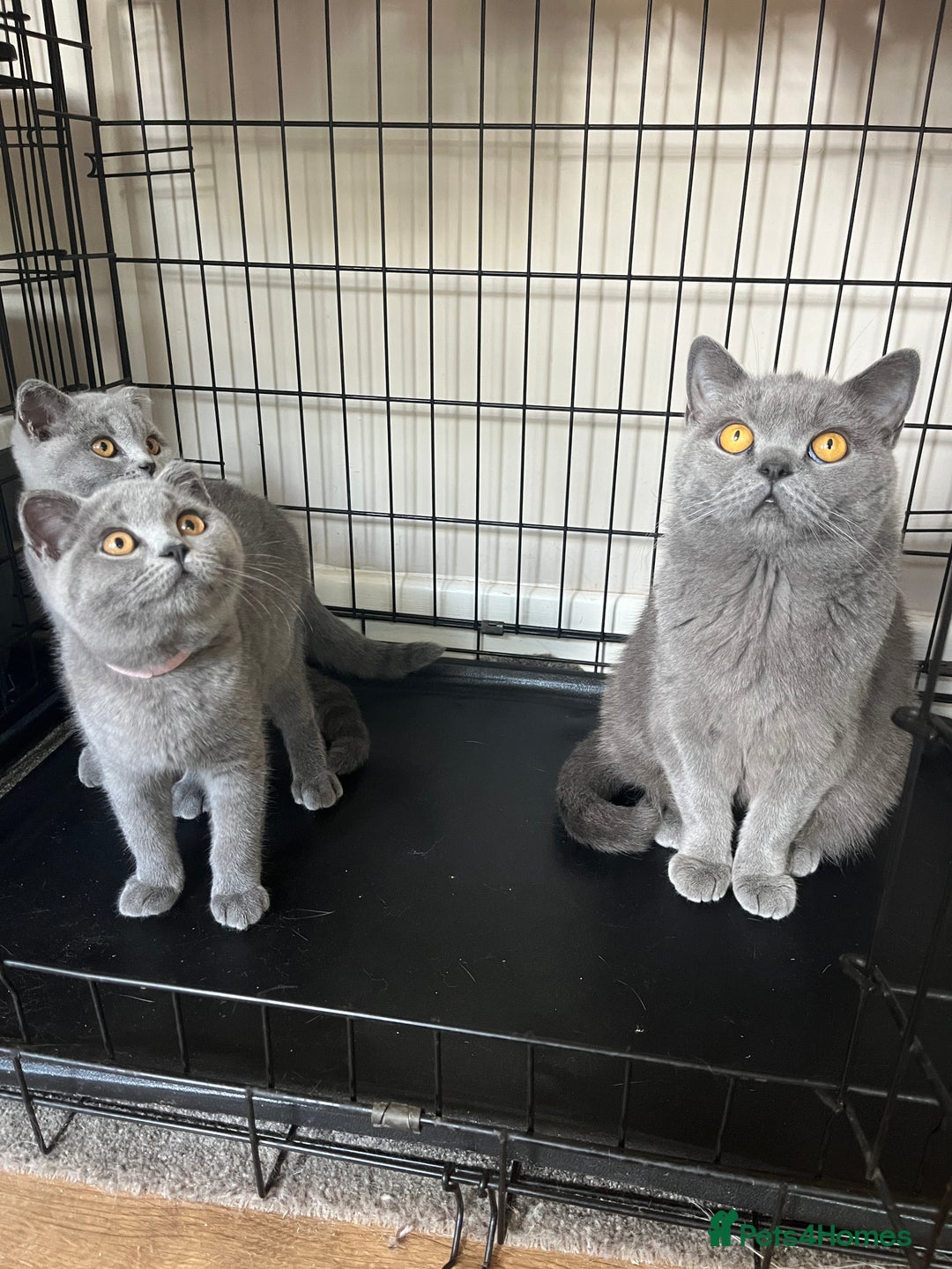 British Shorthair cats for sale: GCCF Blue British Shorthair girl available 🇬🇧 in Birmingham - Image 9