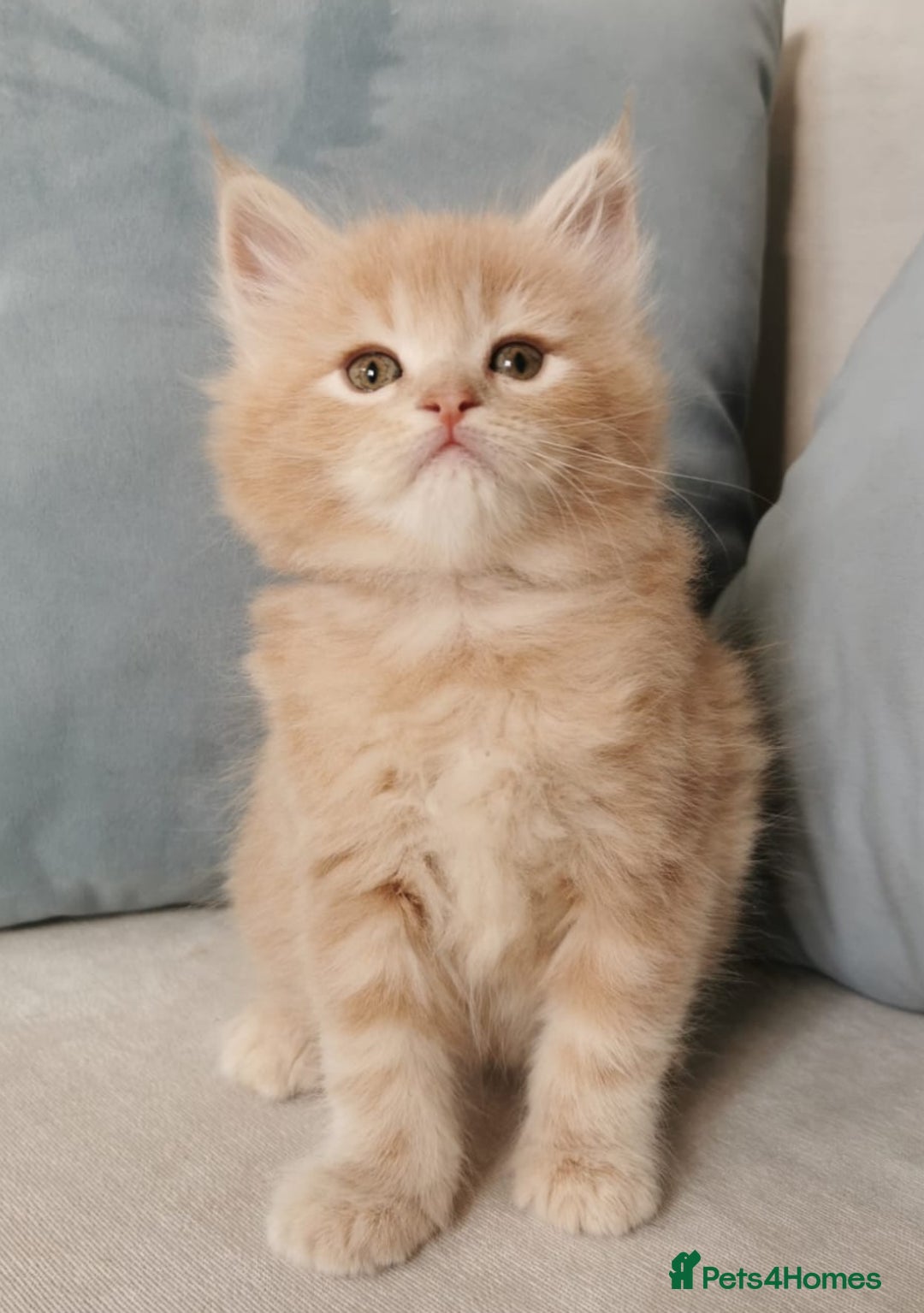Maine Coon cats for sale: Big Chunky Maine Coon Kittens - Image 5