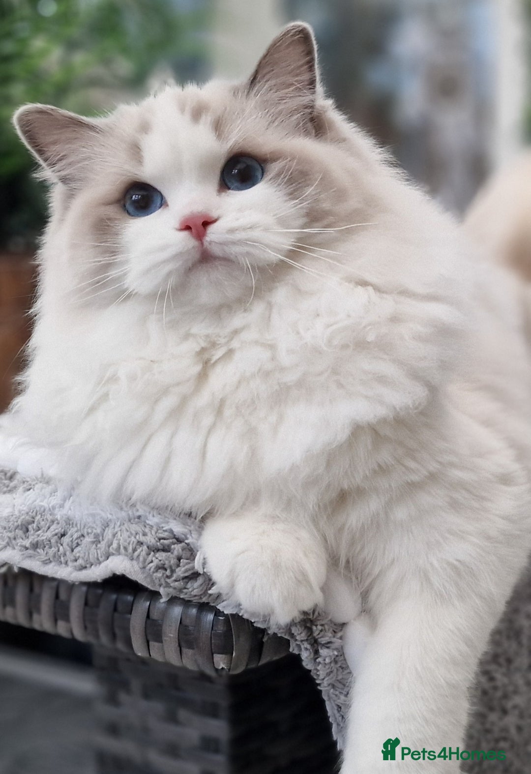 Ragdoll cats for sale: 🩷✨️WAITING LIST ExclusiveKittens💖 TICA🏆cattery - Advert 4