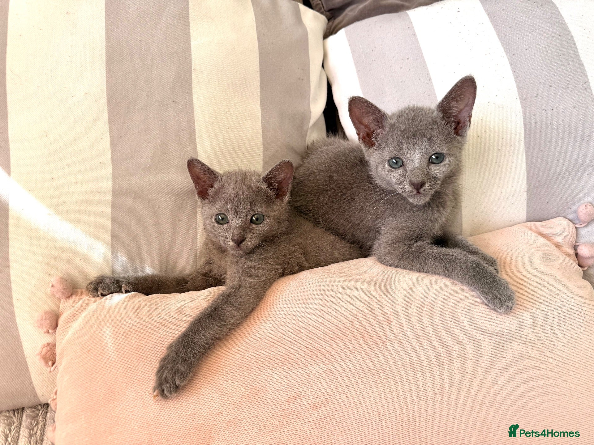 Russian Blue cats TICA Registered Russian Blue Kittens - Advert 8