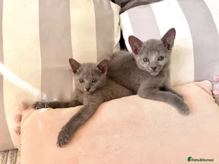 Russian Blue cats TICA Registered Russian Blue Kittens - Advert 3