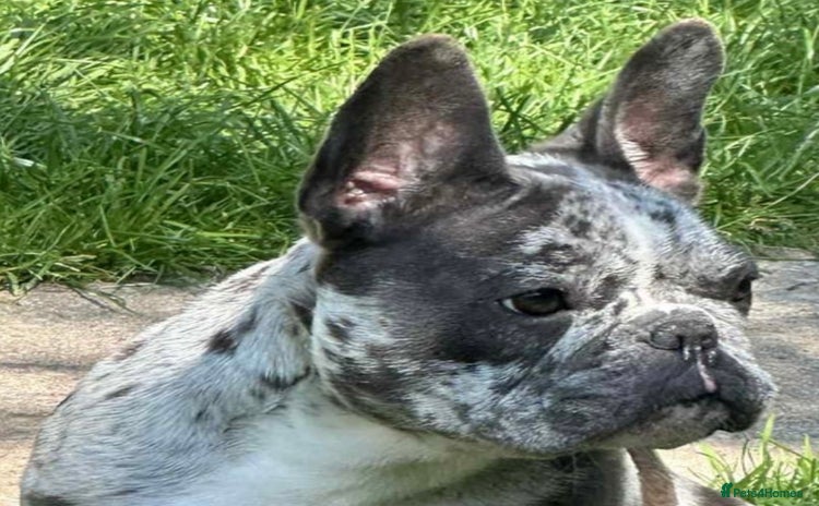 French Bulldog dogs for sale - Advert 1