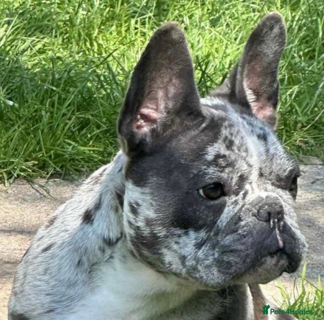 French Bulldog dogs for sale: 2 years old girl french bulldog  - Image 1