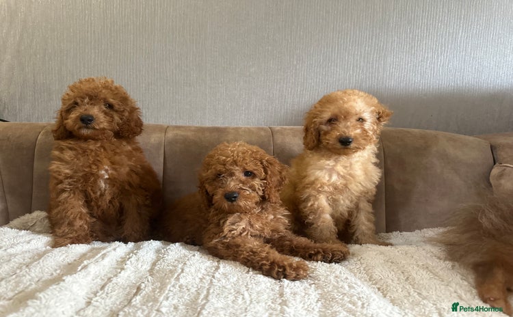 Cavapoo dogs - Advert 1