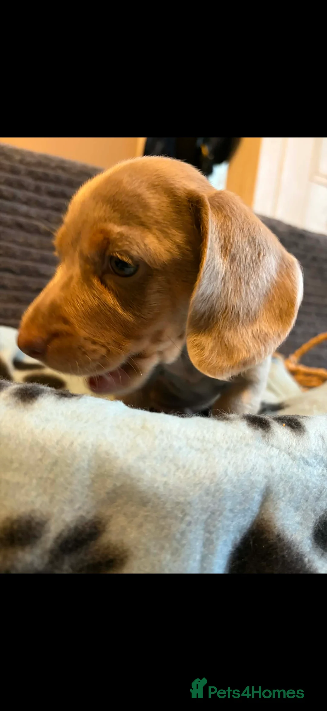 Miniature Dachshund dogs for sale: KC registered Miniature Dachshund puppies  - Advert 4