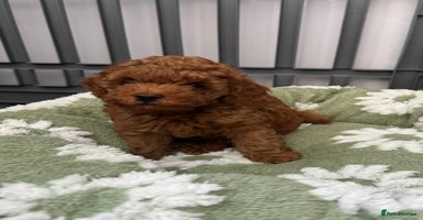 Toy Poodle dogs - Advert 1