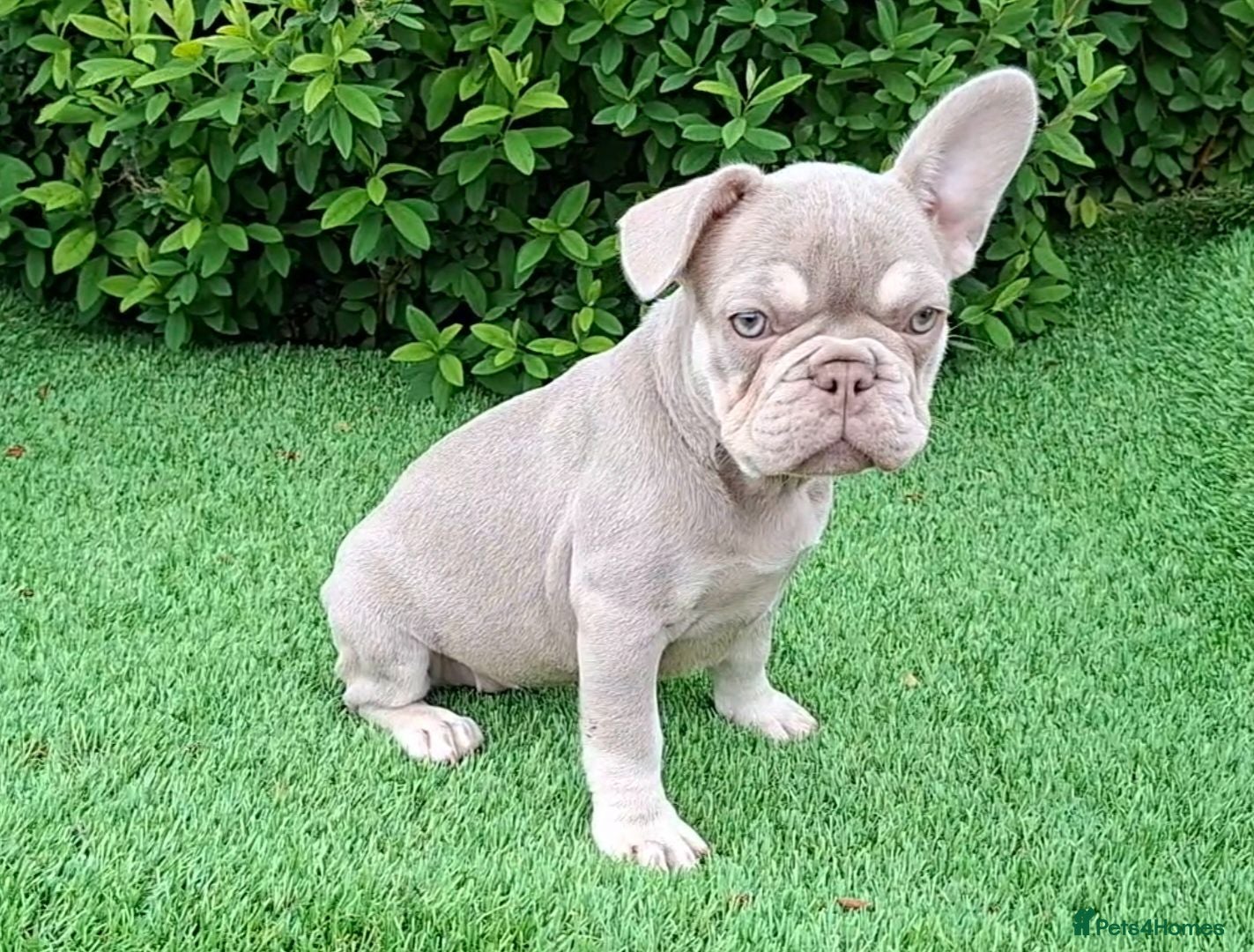 French Bulldog dogs Gorgeous French Bulldog Puppies  - Advert 2