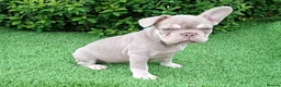 French Bulldog dogs for sale: Gorgeous French Bulldog Puppies  - Advert 2