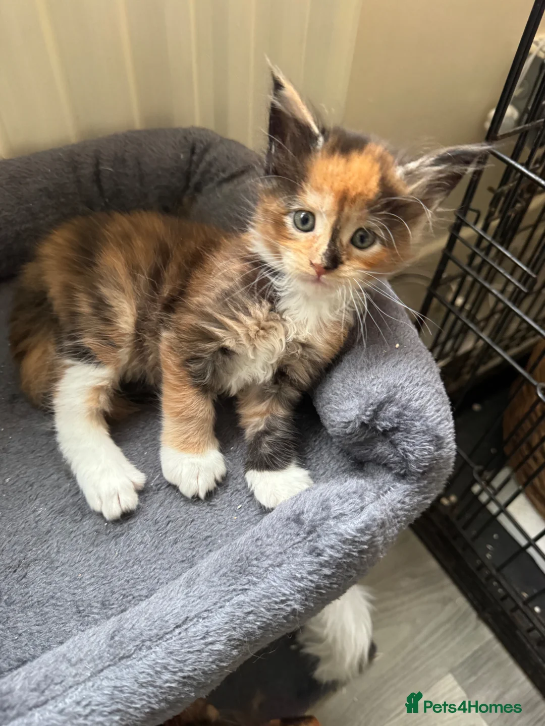 Maine Coon cats for sale: ONLY 2 LEFT GCCF PEDIGREE MAINECOON KITTENS - Advert 34