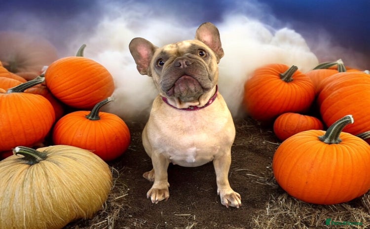 French Bulldog dogs - Advert 2