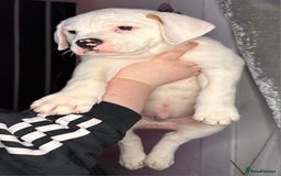 American Bulldog dogs for sale: American Bulldog Puppies – Ready Now! - Image 4