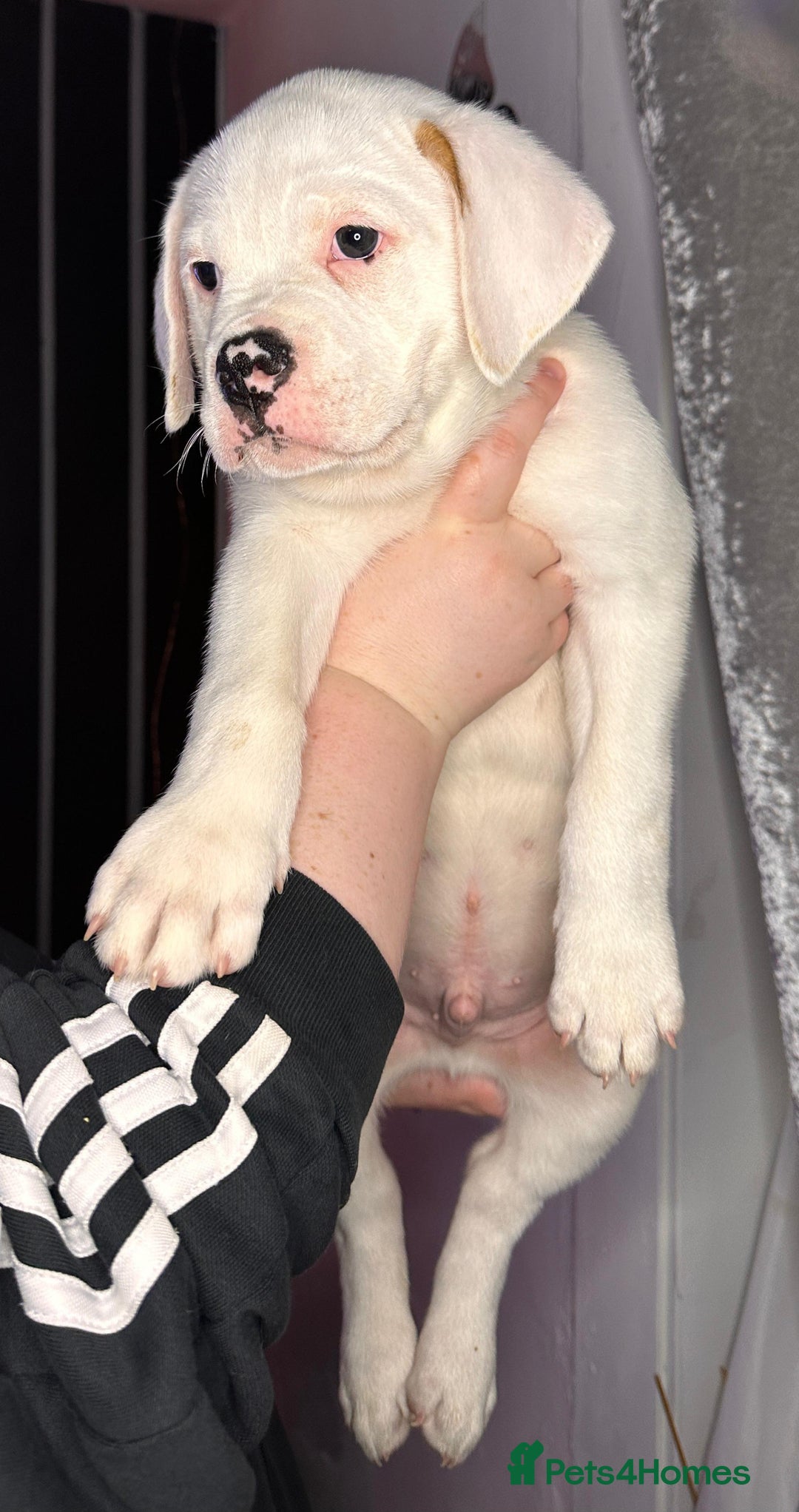 American Bulldog dogs for sale: American Bulldog Puppies – Ready Now! - Image 4