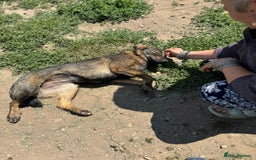 Mixed Breed dogs for adoption: Meet Lovely little LOTTIE! she needs a Loving Home - Image 9