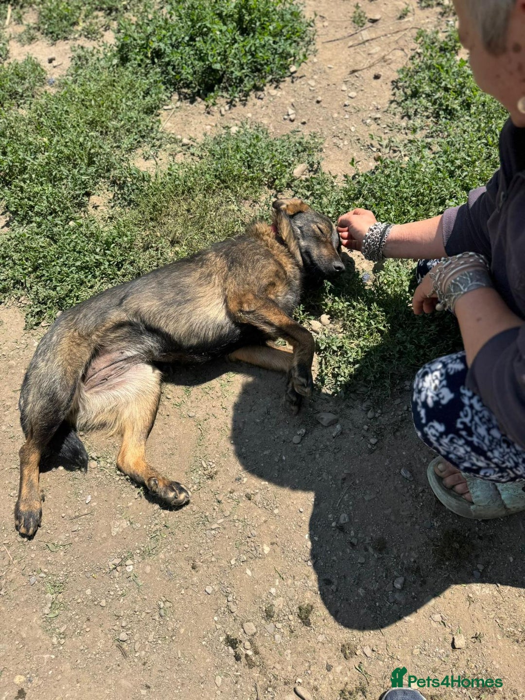 Mixed Breed dogs for adoption: Meet Lovely little LOTTIE! she needs a Loving Home - Image 9