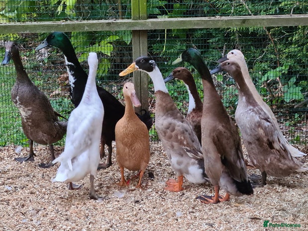 Ducks poultry - Advert 12