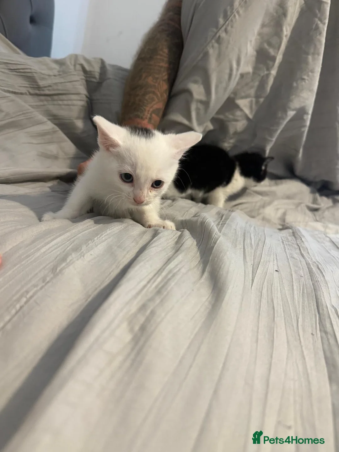 Mixed Breed cats for sale: Kittens for sale  in Northampton - Advert 2