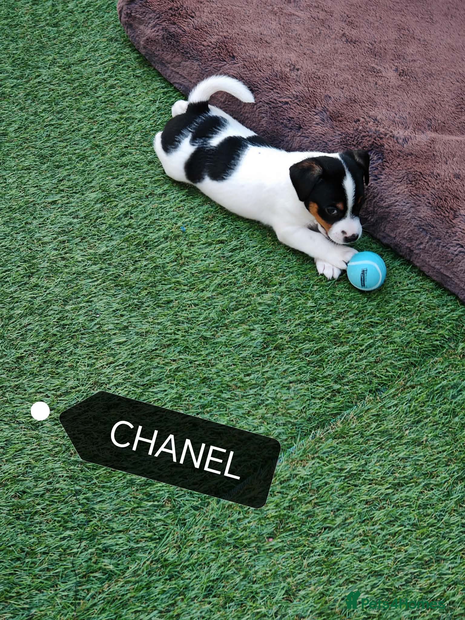 Jack Russell dogs BEAUTIFUL JACK RUSSELL PUPPIES AVAILABLE - Advert 2