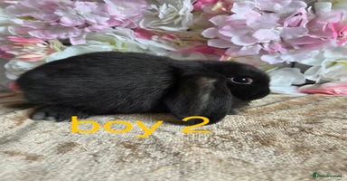 Mini Lop rabbits - Advert 6