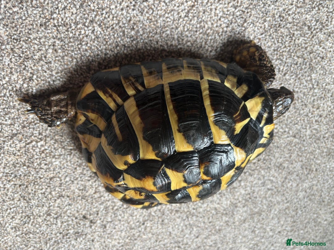 Hermann Tortoise reptiles for sale: Girl Hermann tortoise with full vivarium set up - Image 2