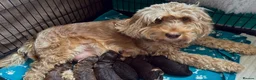 Cockapoo dogs for sale: Extensively DNA Tested Cockapoo Puppies 🧬 - Advert 2