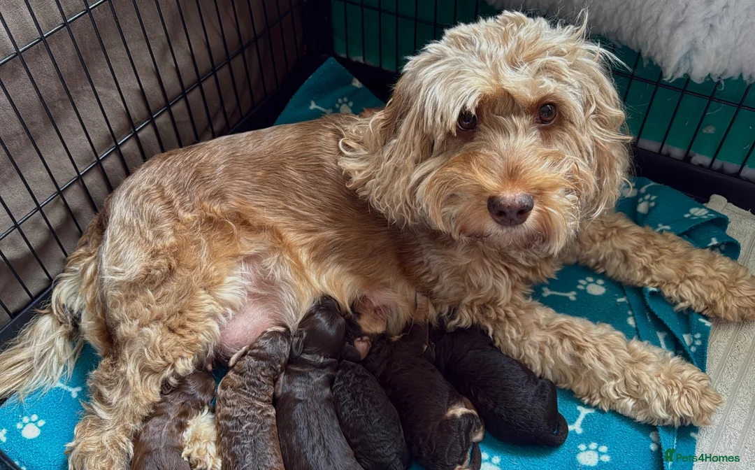 Cockapoo dogs for sale: Extensively DNA Tested Cockapoo Puppies 🧬 - Advert 2
