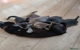 Oriental cats for sale: 2girls 1 boy - Advert 29