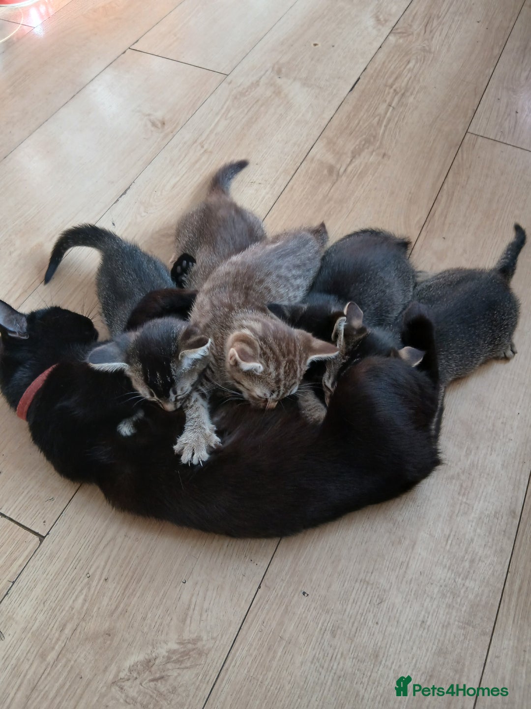 Oriental cats for sale: 2girls 1 boy - Advert 29