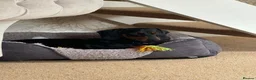 Mixed Breed dogs for adoption: 💙🐶 FRANKIE – ANOTHER CHANCE FOR A LITTLE SAUSAGE in Derby - Advert 3