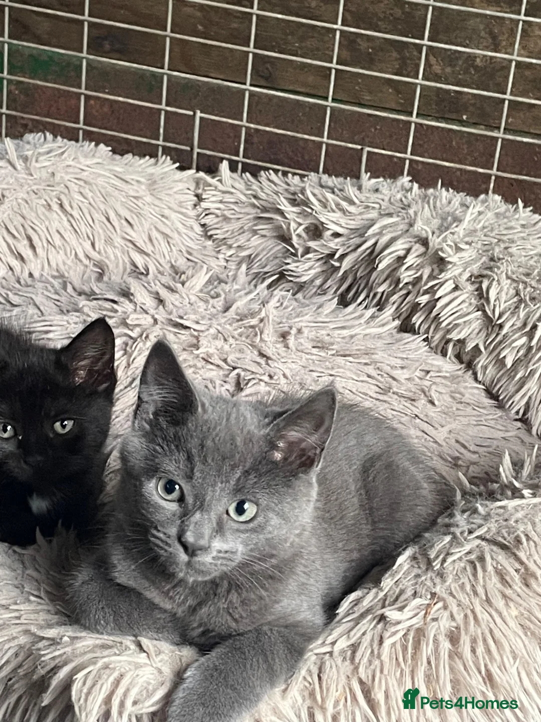 Mixed Breed cats for sale: One male grey kitten looking for his forever home  - Advert 1