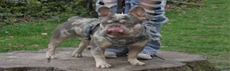 French Bulldog dogs for stud: STUD ONLY !! French bulldog Blue tan merle  in Birmingham - Advert 3