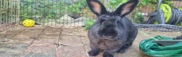 Mixed Breed rabbits for sale: Bonded adult Rabbits  - Advert 5
