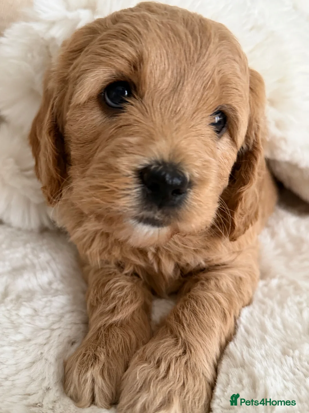 Mini Goldendoodle dogs for sale: Stunning F1 Miniature Goldendoodle puppies - Advert 2