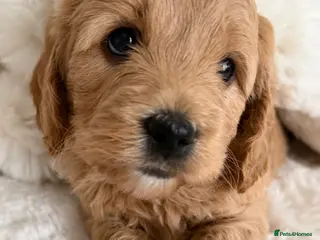 Mini Goldendoodle dogs Stunning F1 Miniature Goldendoodle puppies - Advert 3