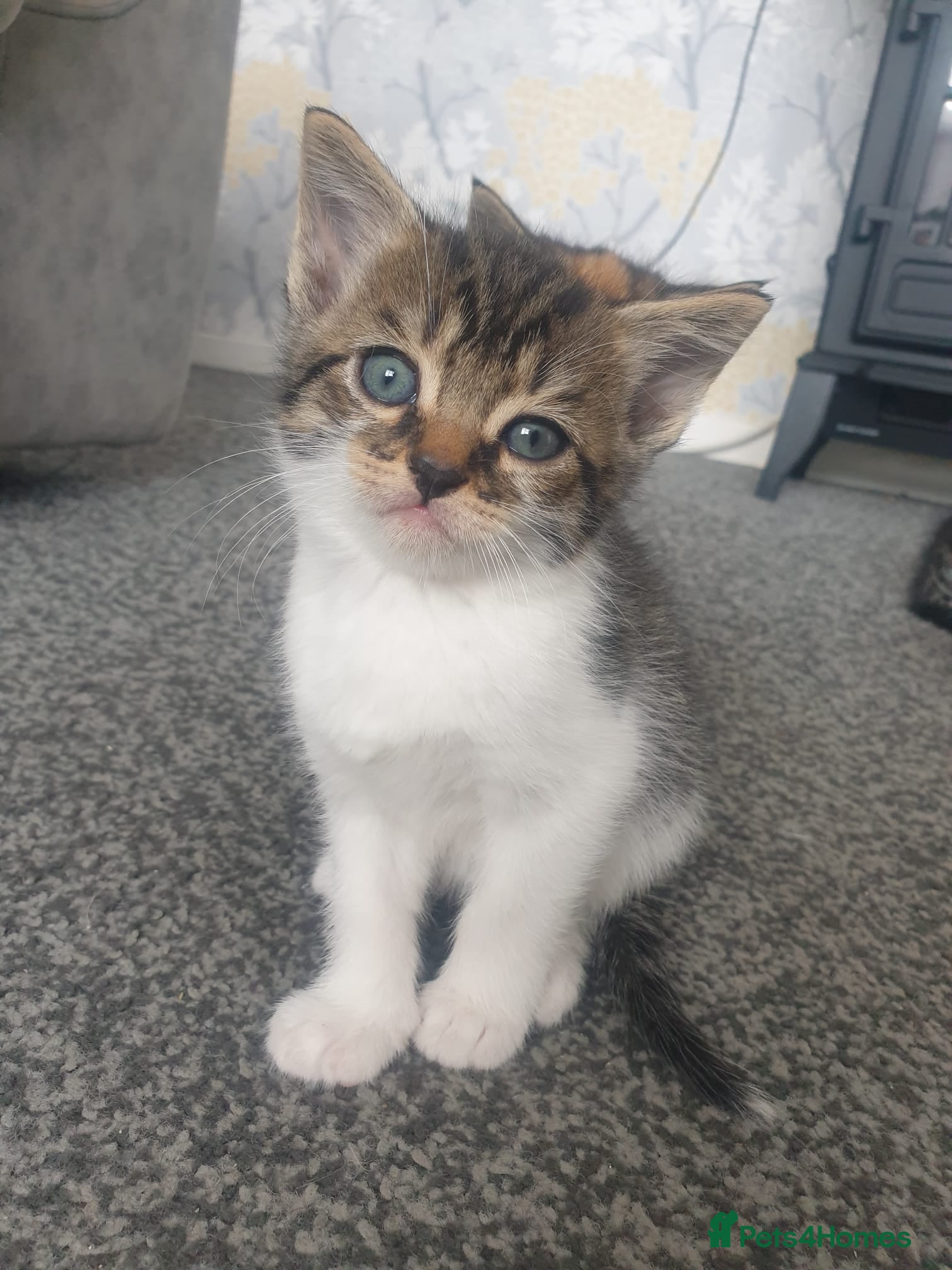 Mixed Breed cats Kittens  - Advert 1