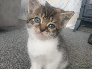 Mixed Breed cats Kittens - Advert 1