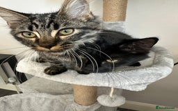 Ragdoll cats for sale: Ragdoll x kittens  - Image 1