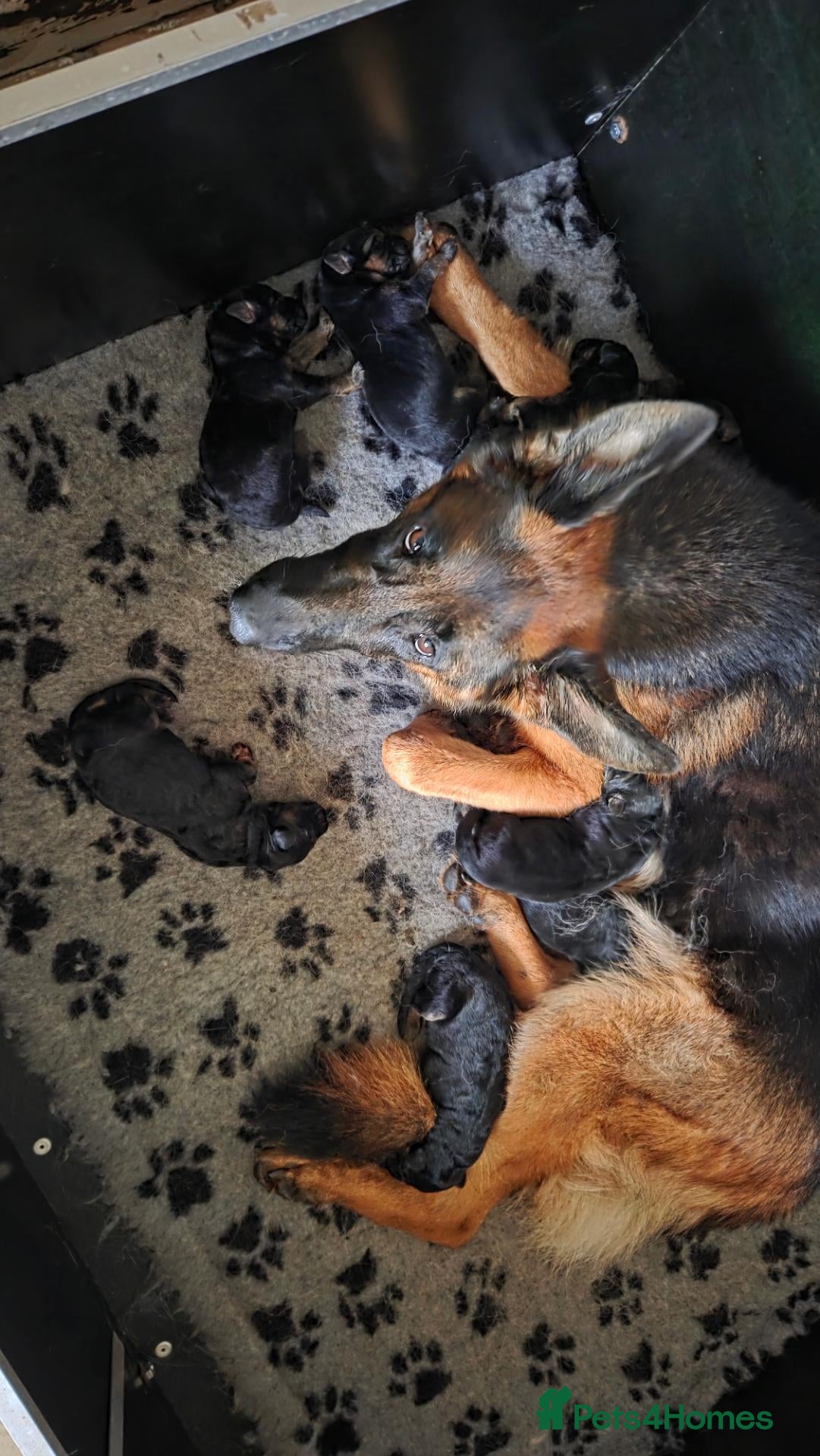 German Shepherd dogs KC Registered German Shepherd Pups - Advert 1