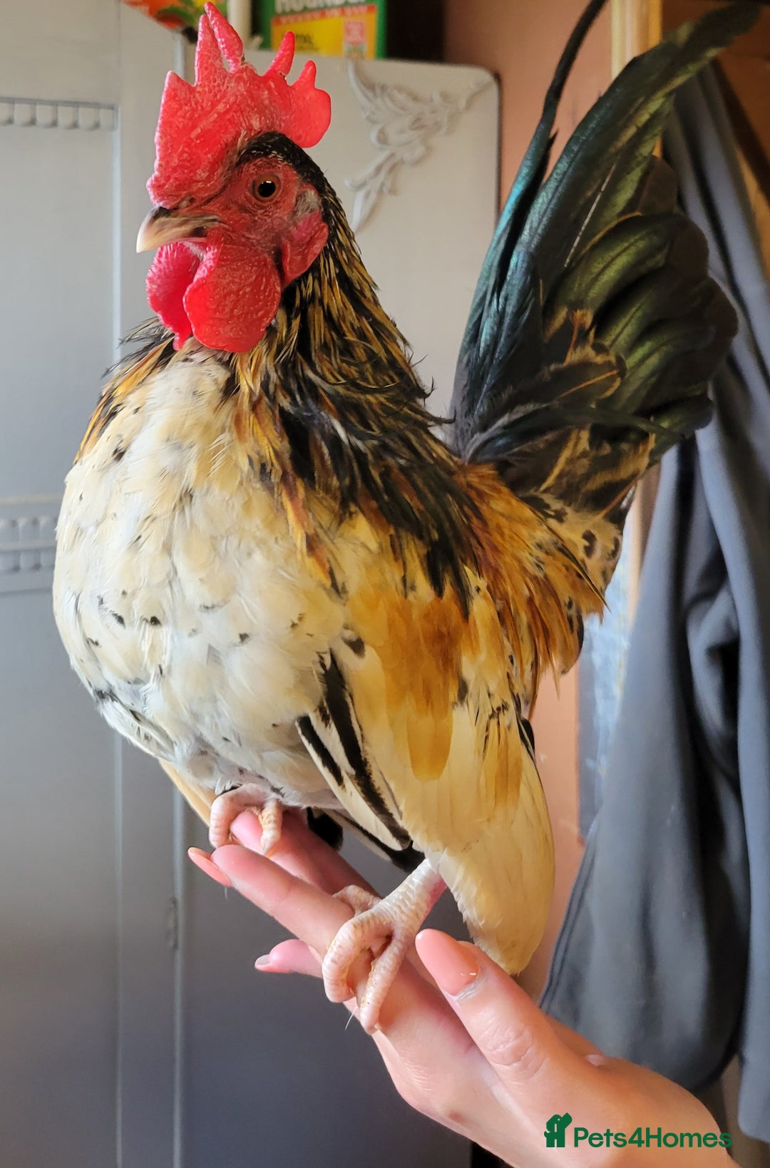 Chickens poultry for sale: Serema Cockerel - Image 1
