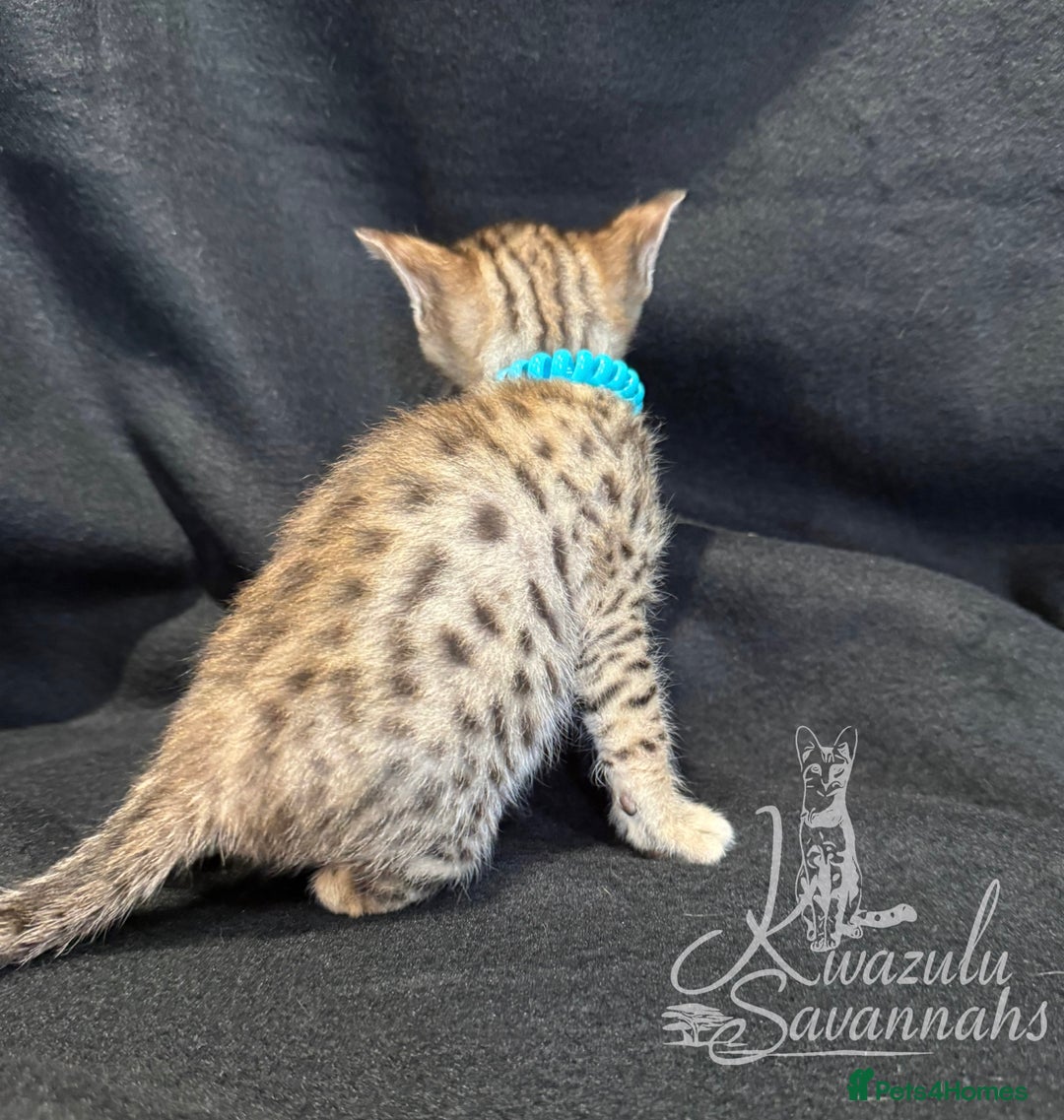 Savannah cats for sale: Exceptional Quality Tica Registr. Savannah Kittens - Image 8