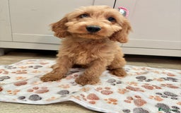 Cockapoo dogs for sale: Cockapoo Puppies Ready Now Fully Vaccinated  - Advert 15