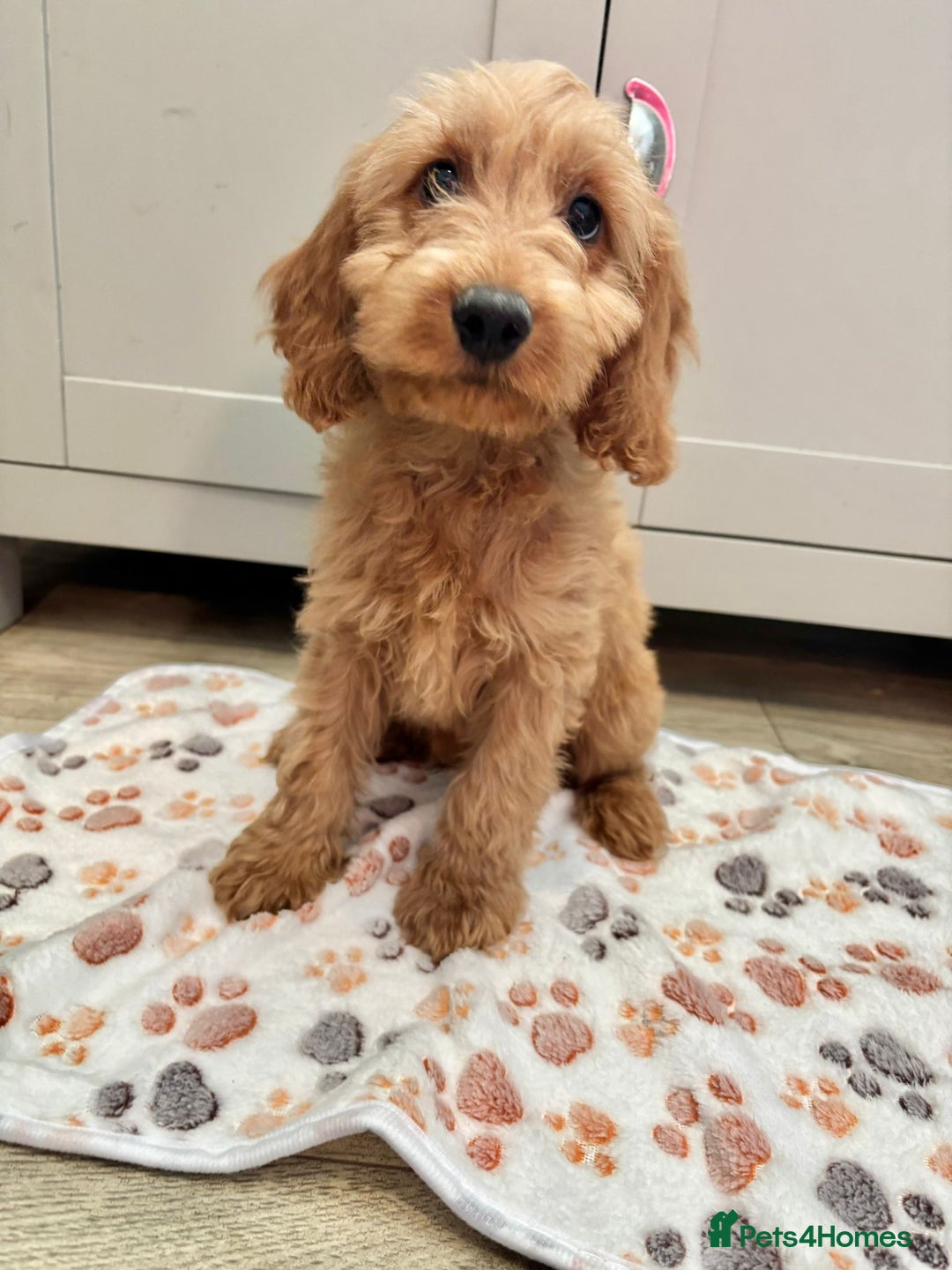 Cockapoo dogs for sale: Cockapoo Puppies Ready Now Fully Vaccinated  - Advert 15