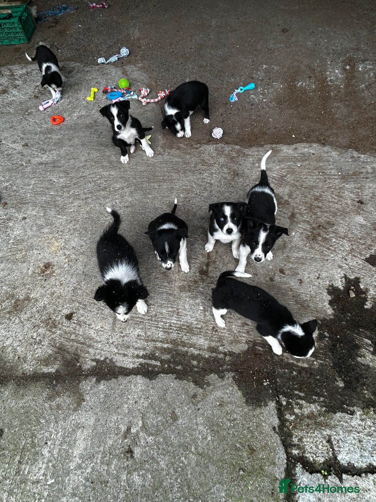 Border Collie dogs Border collie puppies  - Advert 5