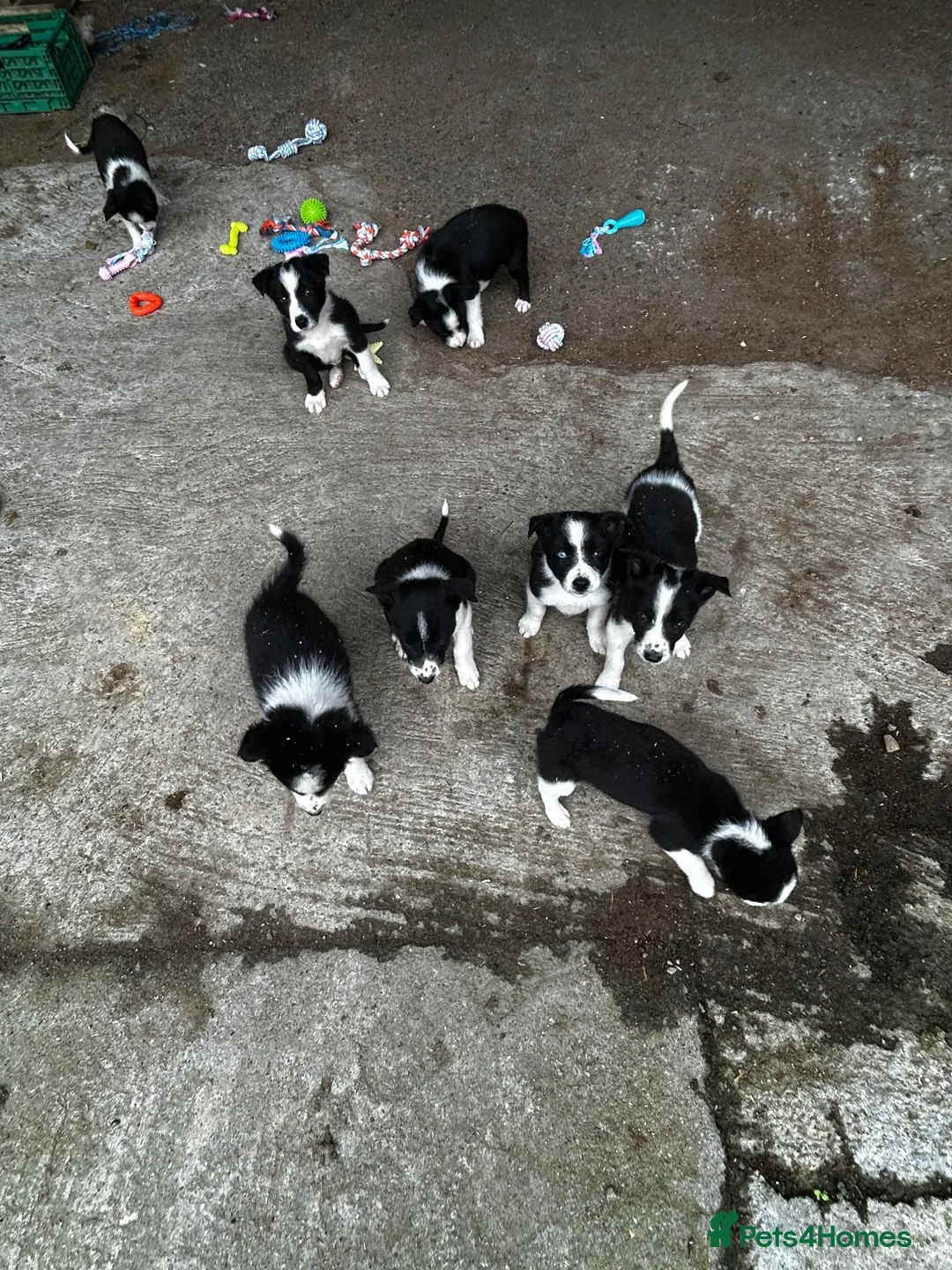 Border Collie dogs for sale: Border collie puppies  in Crianlarich - Advert 1