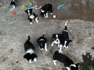Border Collie dogs Border collie puppies - Advert 2